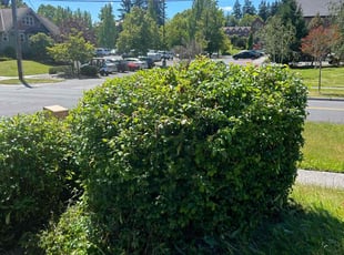 Bush Trimming by Nathan Johnson for Steven A. in Tacoma, WA