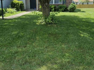 Dorothy R.'s Lawn Mowing service result
