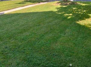 Carolyn B.'s Lawn Mowing service result