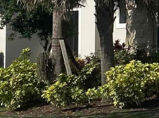 Weeding by Lovell Smith for Keima C. in Kissimmee, FL