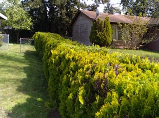 Bush Trimming by Teuthus Love for Luther D. in Spanaway, WA