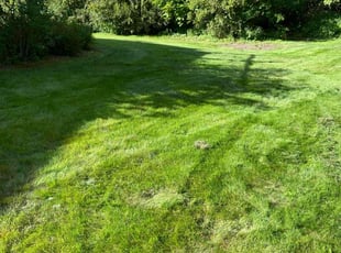 Marilyn T.'s Yard Cutting service result