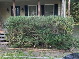 Bush Trimming by Jacob Ferguson for Christopher B. in Midlothian, VA