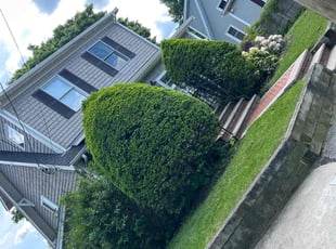 Bush Trimming by Vasawn Miller for Sara W. in Braintree, MA