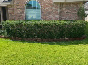 Bush Trimming by Dusty Posey for Ken L. in Aubrey, TX