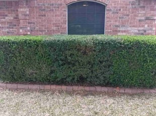 Bush Trimming by Sergio Ortiz for Lance R. in Cedar Park, TX