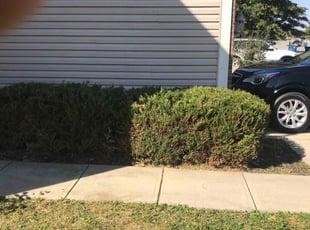 Bush Trimming by Michael McDaniel for Evie D. in Indianapolis, IN