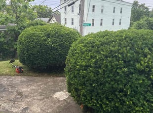 Bush Trimming by Rey Alvarez for Pauline P. in Waterbury, CT