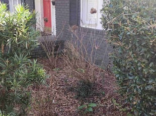 Bush Trimming by Gabriel Gray for John W. in Monroe, NC