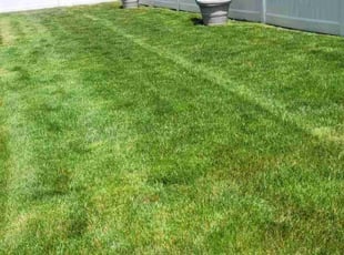 Steve C.'s Lawn Mowing service result