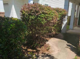 Bush Trimming by Steven Baskin for Carlton D. in Lexington, SC
