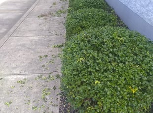 Bush Trimming by William King for Ryan S. in Nashville, TN