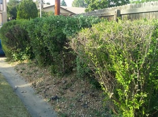 Bush Trimming by Shane Norman for Monica M. in Aurora, CO