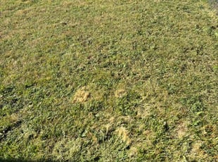 Tess R.'s Lawn Care service result