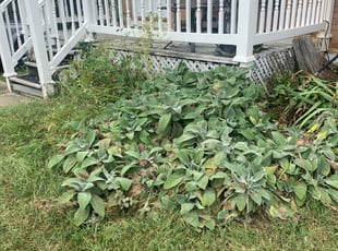 Weeding by Dylan Butler for Nicole M. in Cincinnati, OH