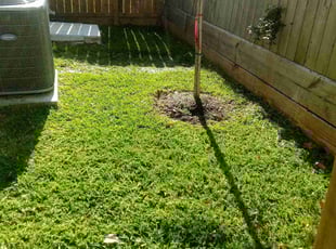 Elijah C.'s Lawn Maintenance service result