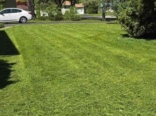 Regina R.'s Lawn Care service result