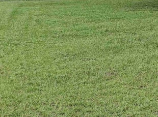 Barbara B.'s Yard Cutting service result