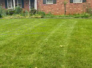 Aaron R.'s Lawn Mowing service result
