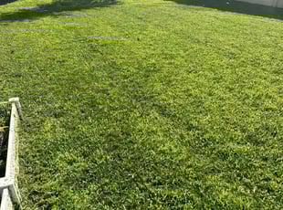 Traci C.'s Grass Cutting service result