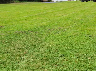 Reginald T.'s Lawn Mowing service result