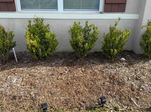 Weeding by Jairo Ibero for Samuel J. in Davenport, FL