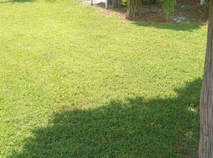 Bob N.'s Lawn Maintenance service result