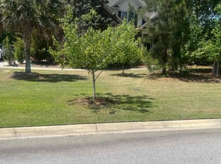 Mike R.'s Lawn Maintenance service result