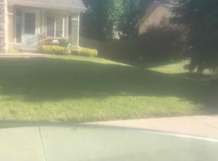 Bush Trimming by Laray Silz for Erin H. in Arvada, CO