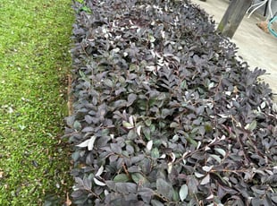 Bush Trimming by Tavarez Hall for Brian H. in Augusta, GA
