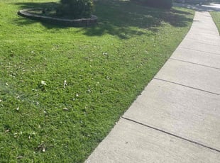 Sandra F.'s Yard Cutting service result