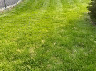 Cory S.'s Lawn Mowing service result