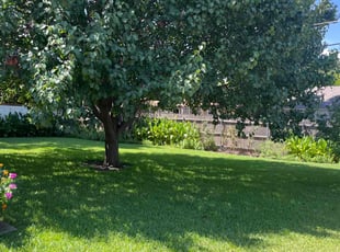 Simeon H.'s Lawn Mowing service result