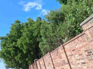 Bush Trimming by Jorge CrisΓ³stomo for Brian B. in Plano, TX