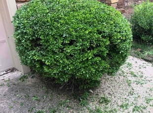 Bush Trimming by Paul Handley for Philip B. in Tulsa, OK