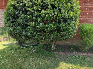 Bush Trimming by Caree Keith for Fred C. in Washington, DC