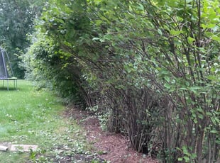 Landscaping by Luis Rodriguez for Willie K. in Gages Lake, IL