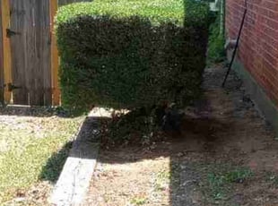 Bush Trimming by Reginald Jackson for Chaunsi M. in Arlington, TX