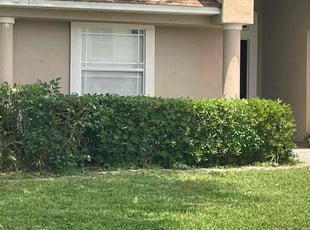 Bush Trimming by Devin Jones for Senh P. in Jacksonville, FL