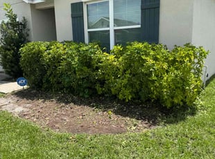 Bush Trimming by Joshua Gerrard for Tommy L. in Sun City Center, FL