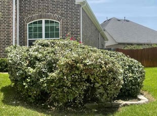 Bush Trimming by Gerardo Marroquin for Zachary S. in Conroe, TX