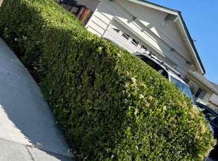 Bush Trimming by Luis Enrique Rafael chavez for Joan C. in San Jose, CA