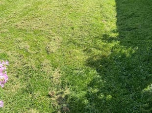 Raymond S.'s Lawn Care service result