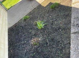 Weeding by Jose Colon for Reneca C. in Louisville, KY
