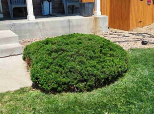 Bush Trimming by Trent Young for Maurice H. in Denver, CO