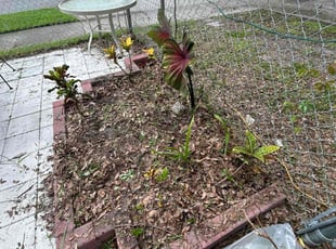 Weeding by Trayvon Griggs for Danella D. in Leesburg, FL