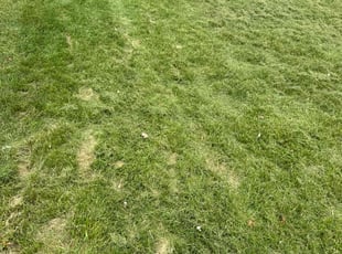 Susan L.'s Lawn Maintenance service result