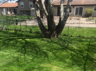 Michael S.'s Yard Cutting service result