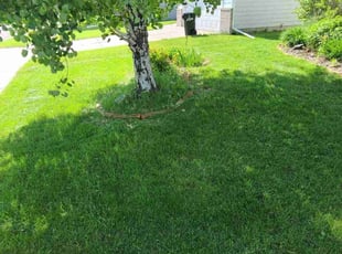 Bill H.'s Lawn Care service result