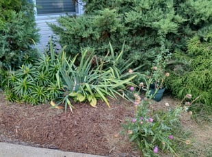 Bush Trimming by Dorian Moody for Ceila T. in Willingboro, NJ